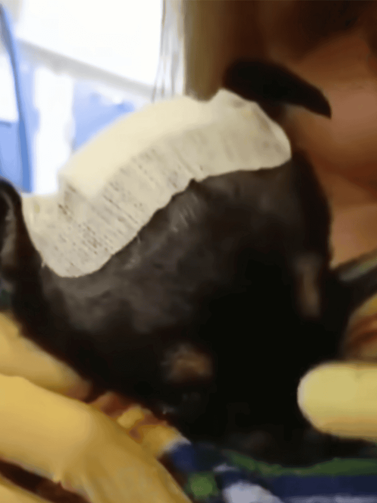 Safe and loving shelter care for vulnerable animals.