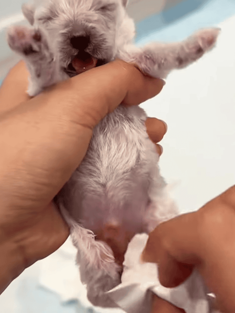 Cute tiny puppy being cleaned and dried by hands, spilling happiness and cuteness in the process.
