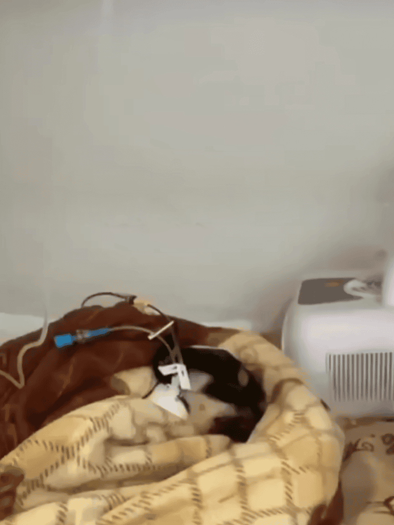 Dog lying in hospital bed with medical tubing and monitors.