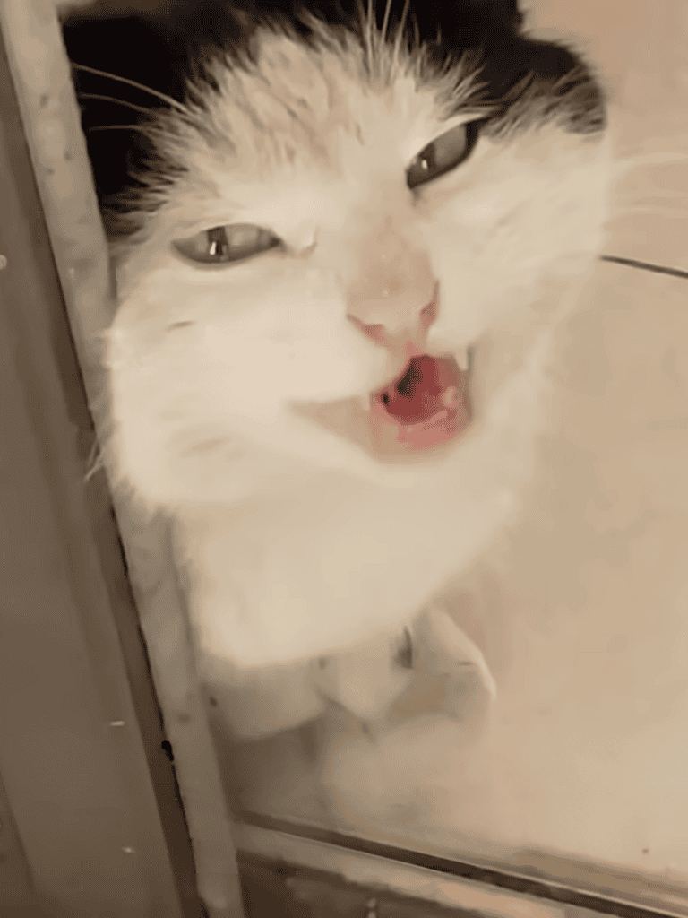 Close-up of a vocal cat with open mouth and expressive eyes.