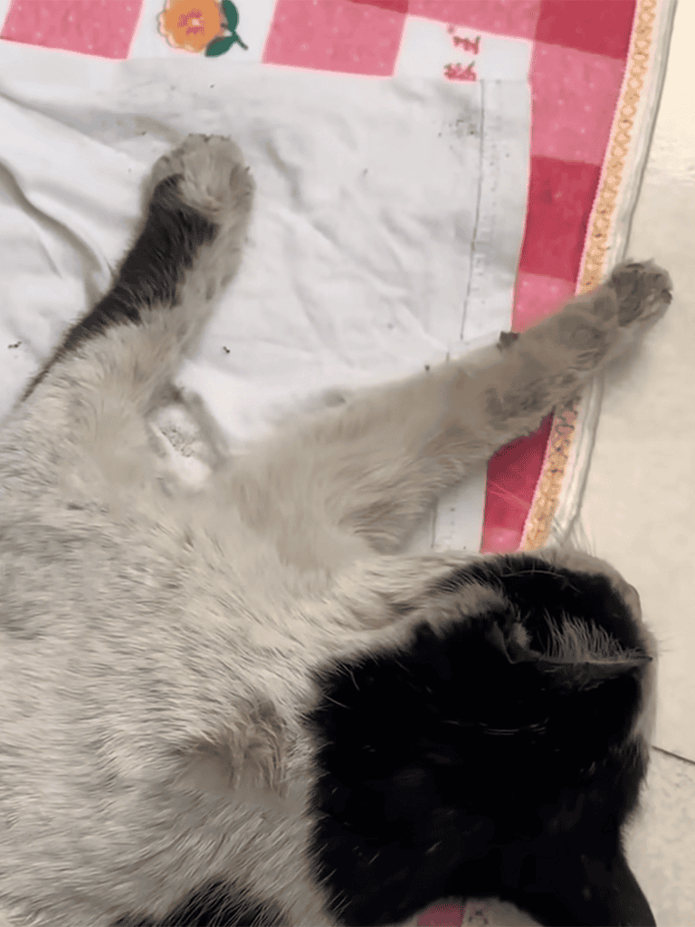 Cute puppy lying on bed with blanket, resting peacefully.
