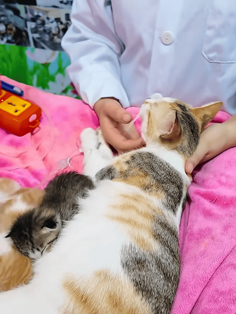 Alt text: Veterinarian examines playful multicolored cats on pink towel in animal clinic.