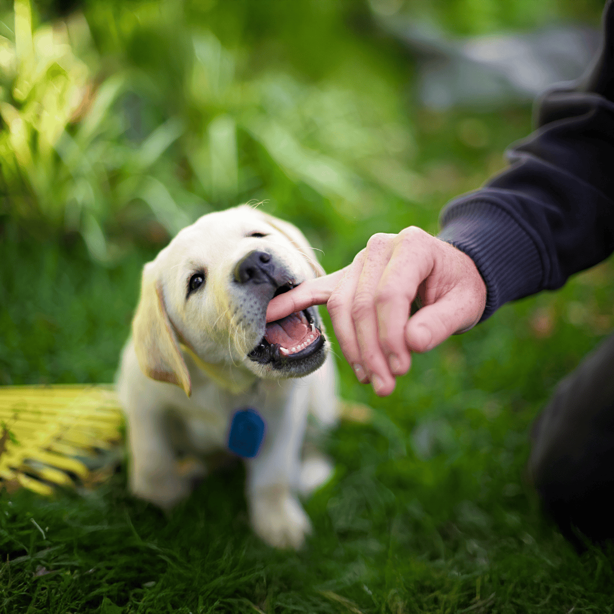 Adorable Labrador puppy being trained with a treat in a lush green garden.