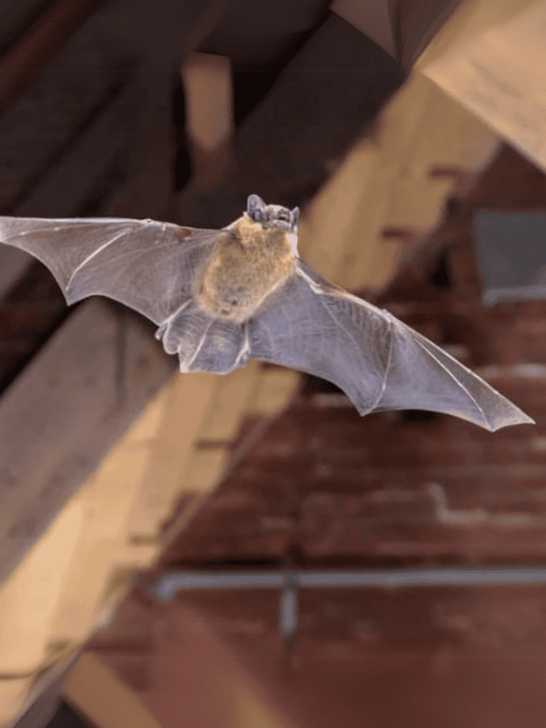 Bat flying in attic space of home, showing wings and small body.
