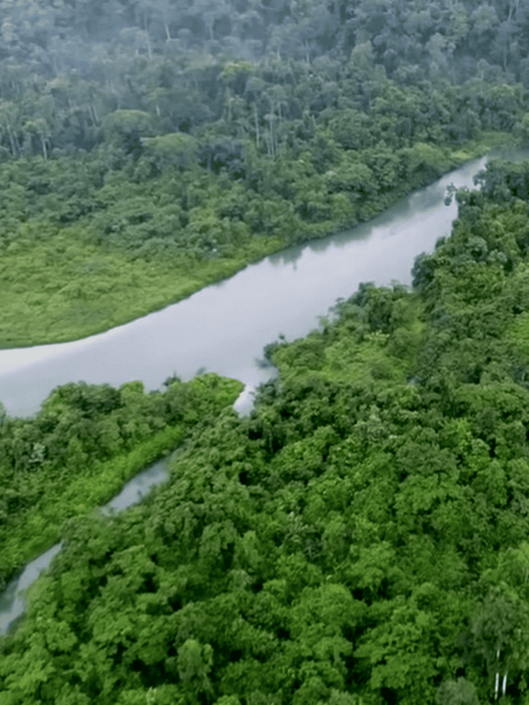 Aerial view of a lush green rainforest with a winding river through dense vegetation.