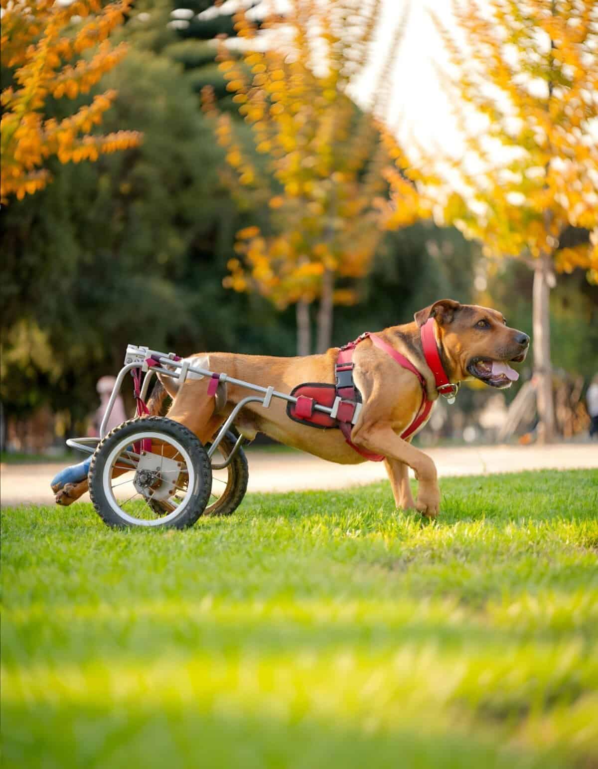 Dog in wheelchair walking on grassy park with autumn trees in background.