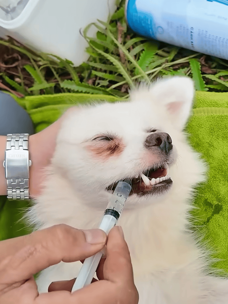 Dog vaccine administration for health and immunity.