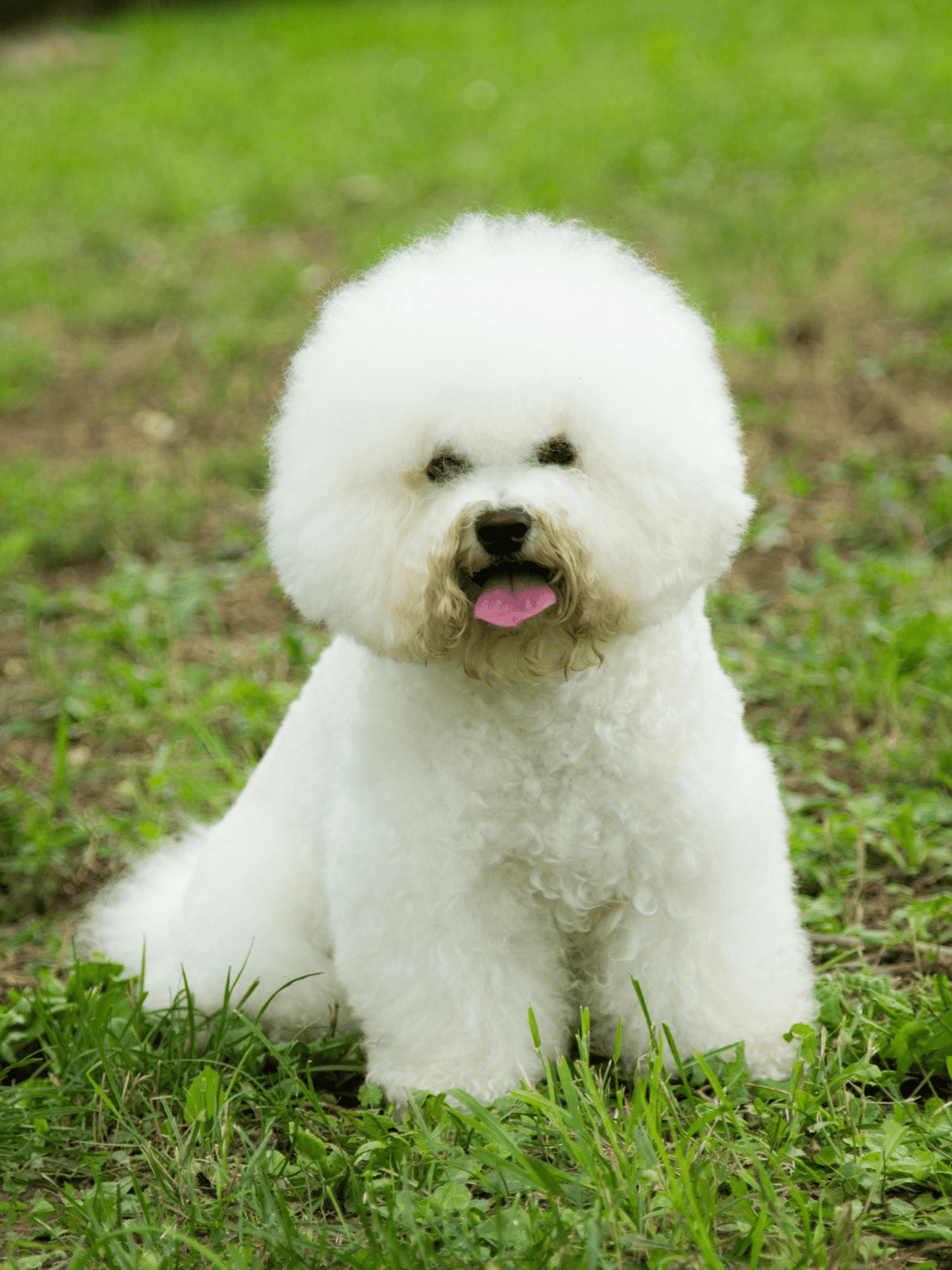 Adorable white Bichon Frise with fluffy coat sitting in green grass, happy and friendly dog perfect for families.