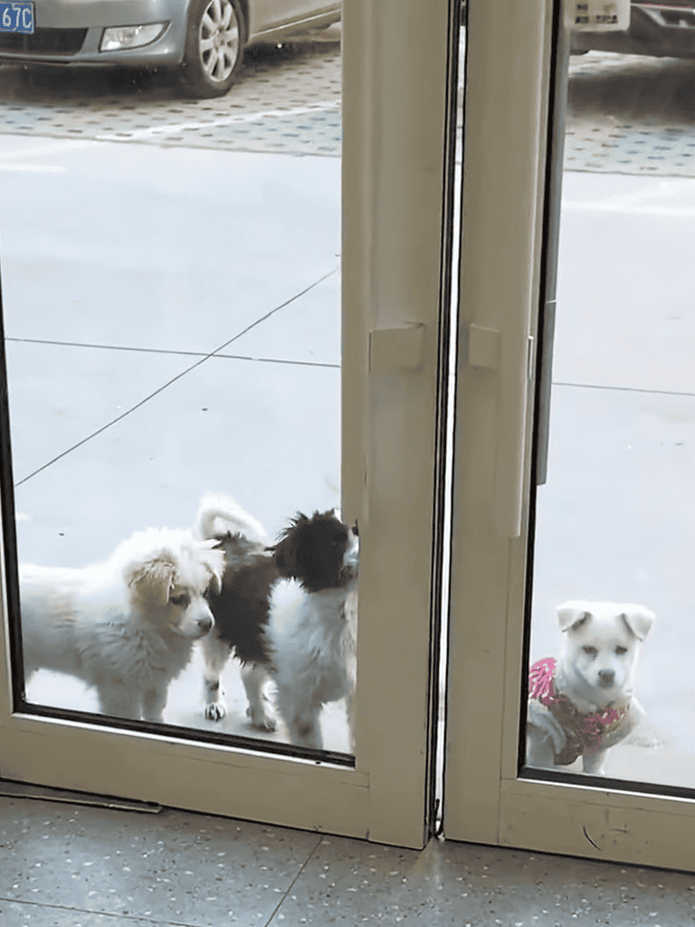 Adorable puppies peering through glass door, waiting patiently for their owner, showcasing cute dog moments.