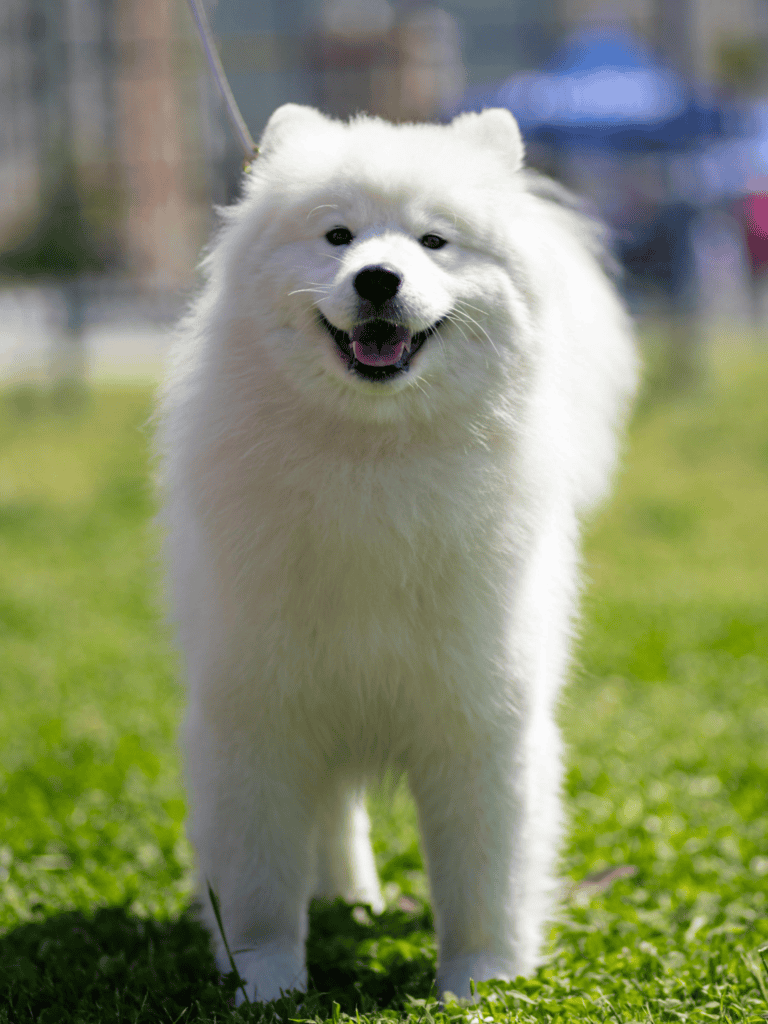 Happy white dog standing on grass in park scene.