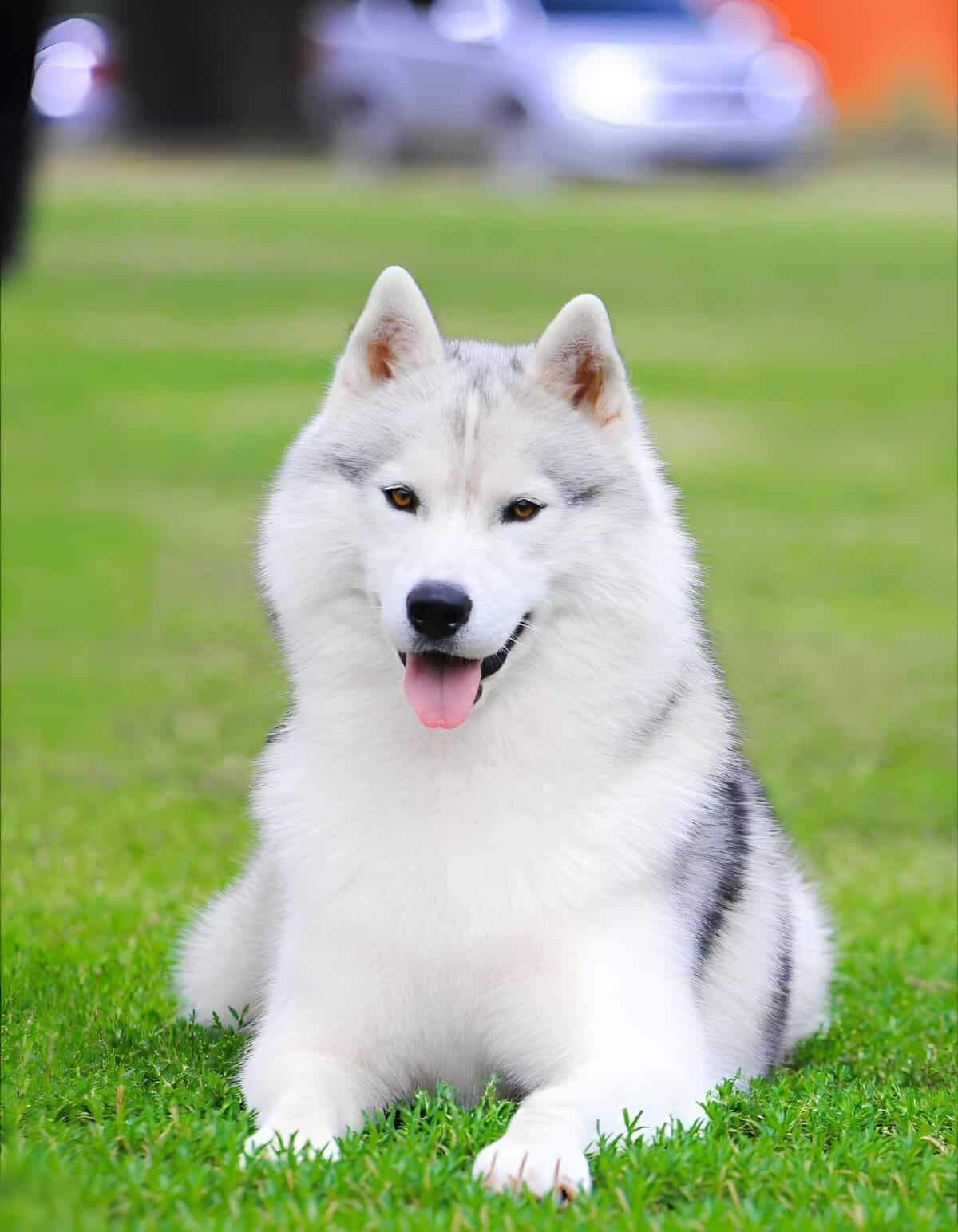 Adorable Siberian Husky with blue eyes enjoying outdoor playtime.
