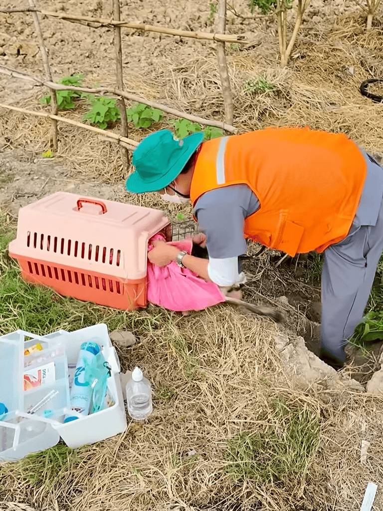 Care for rescued dog in outdoor setting.