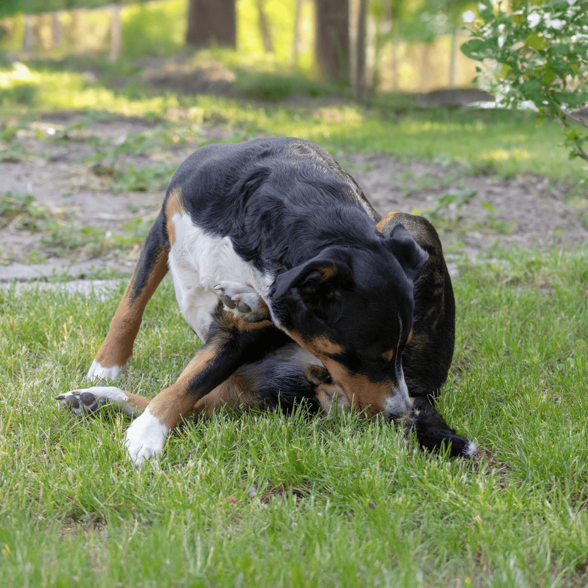 Dogs playing and wrestling in a lush green yard, showcasing playful and affectionate behavior among dogs.
