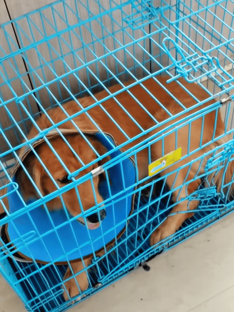 Dog crate with injury e-collar, cozy bed, and ventilation for dogs safety and comfort.