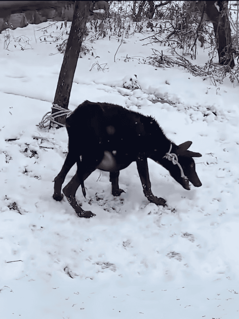Dog tied to a tree playing in snow, cold winter day, black dog with a collar, outdoor winter scene.