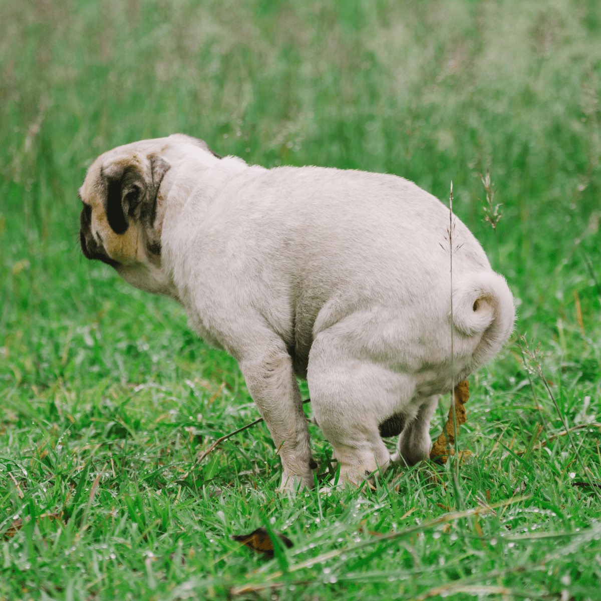 Pug puppy standing on lush green grass in natural outdoor setting.