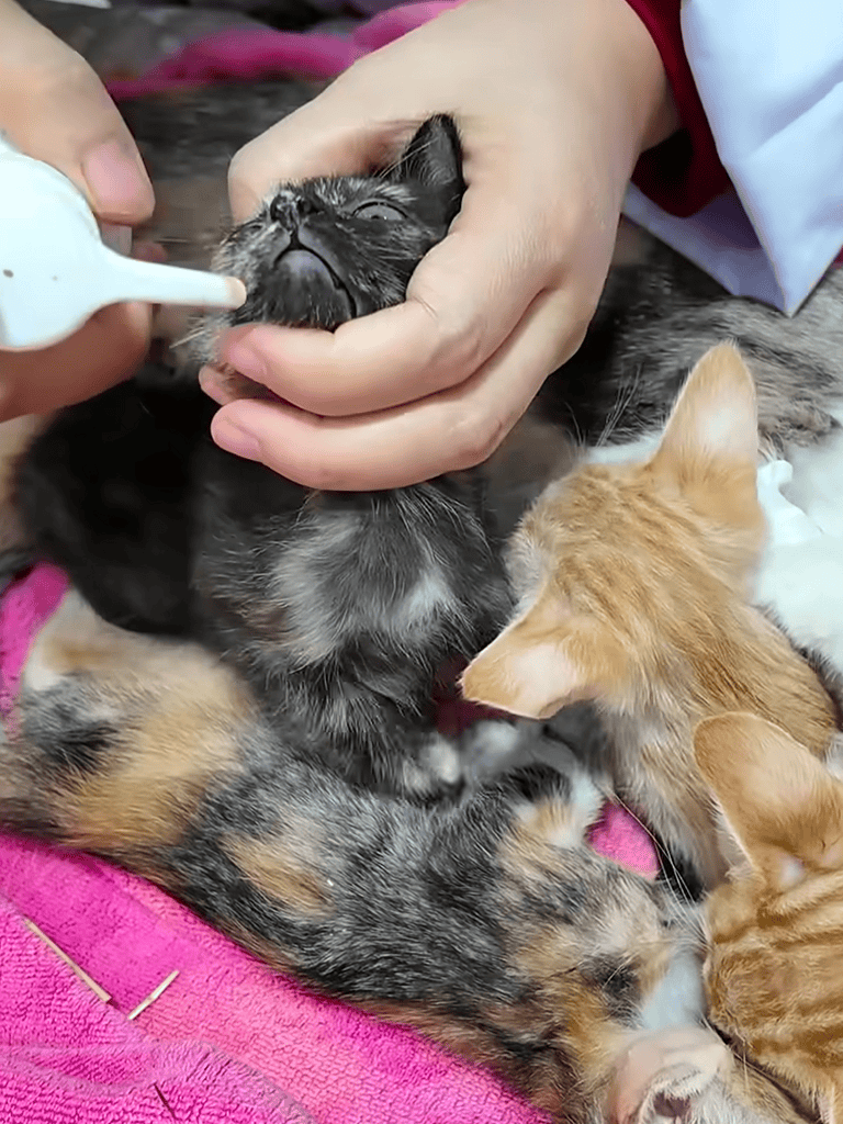 Feeding a sleepy kitten with a dropper, surrounded by curious kittens.