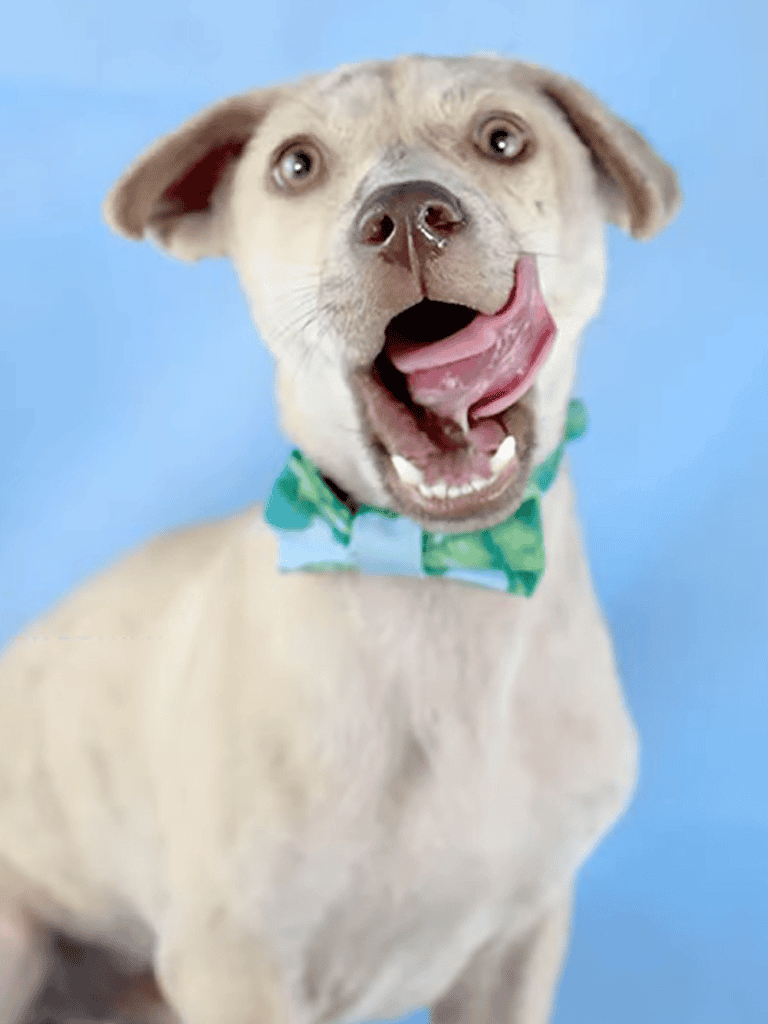 Adorable smiling puppy with a green bow tie, close-up portrait on blue background.