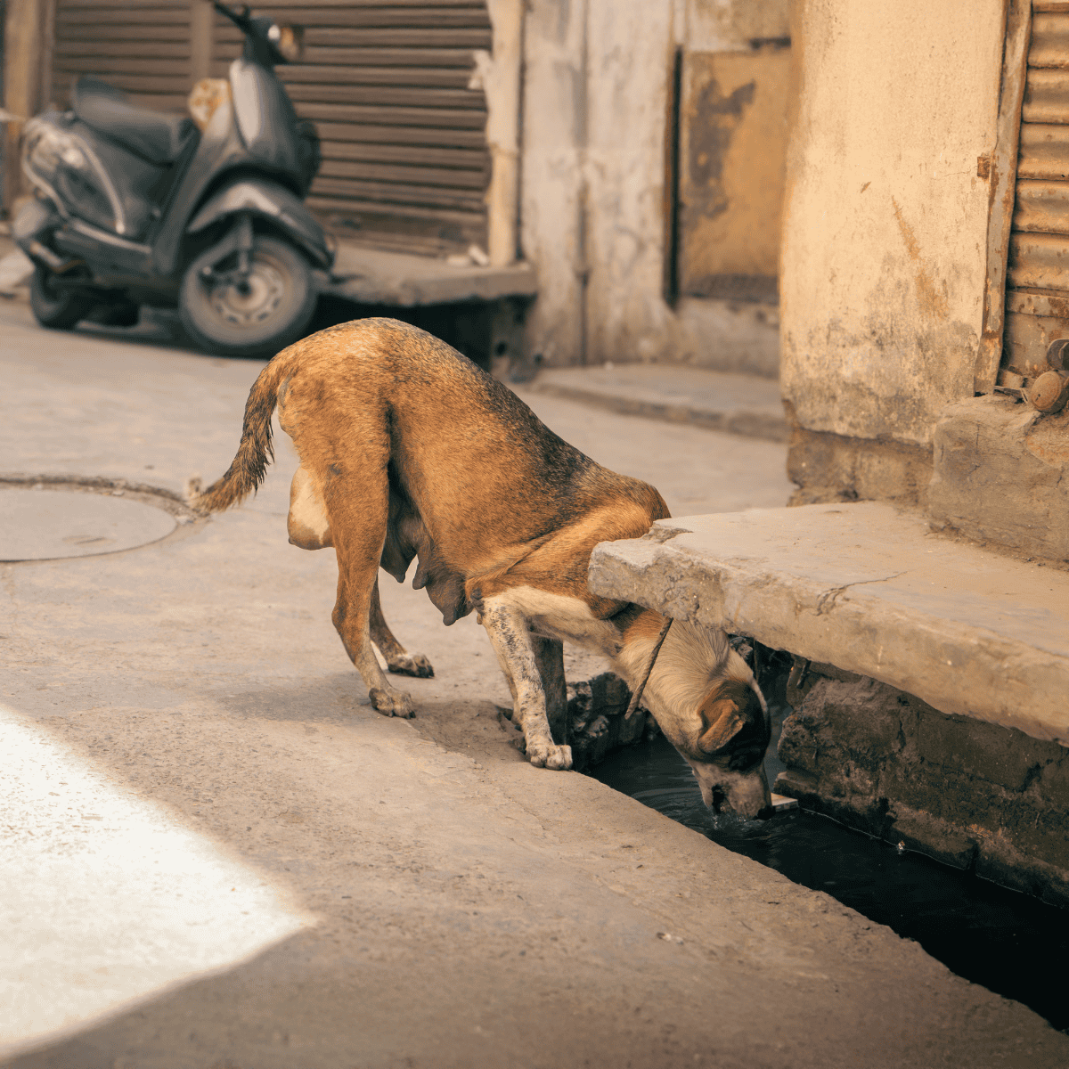 Healthy dog hydrates at street drain in urban area.