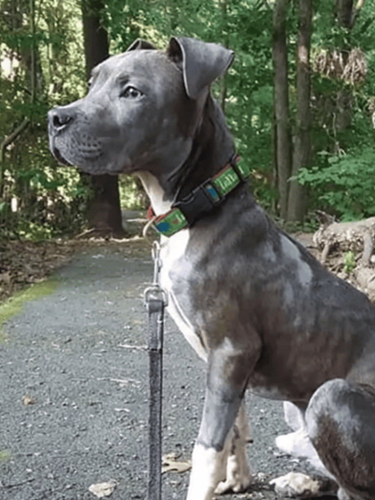 Vibrant gray Great Dane puppy sitting outdoors among lush green trees. Perfect for dog lovers and pet owners.