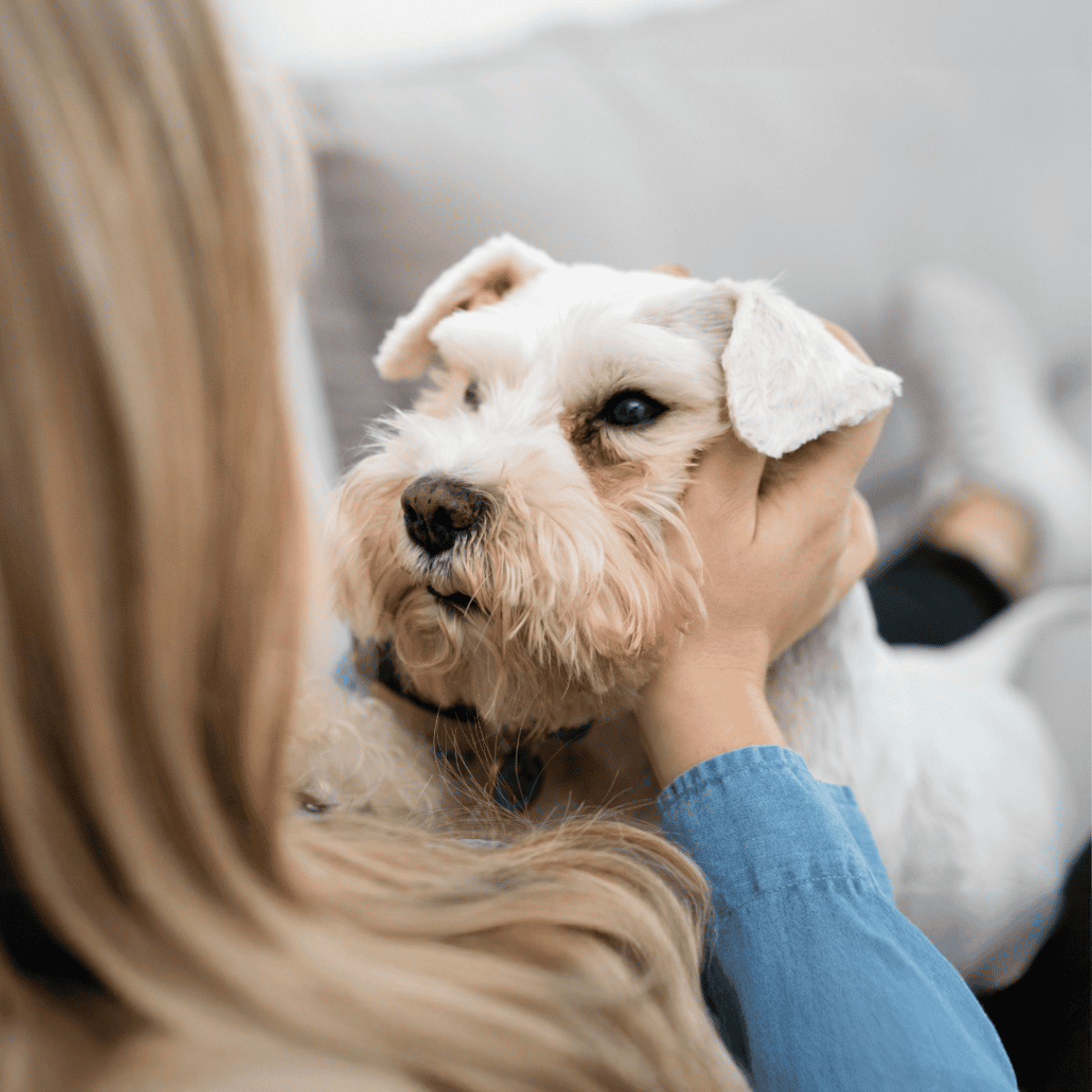Adorable white and tan dog with floppy ears, close-up of affectionate pet care.