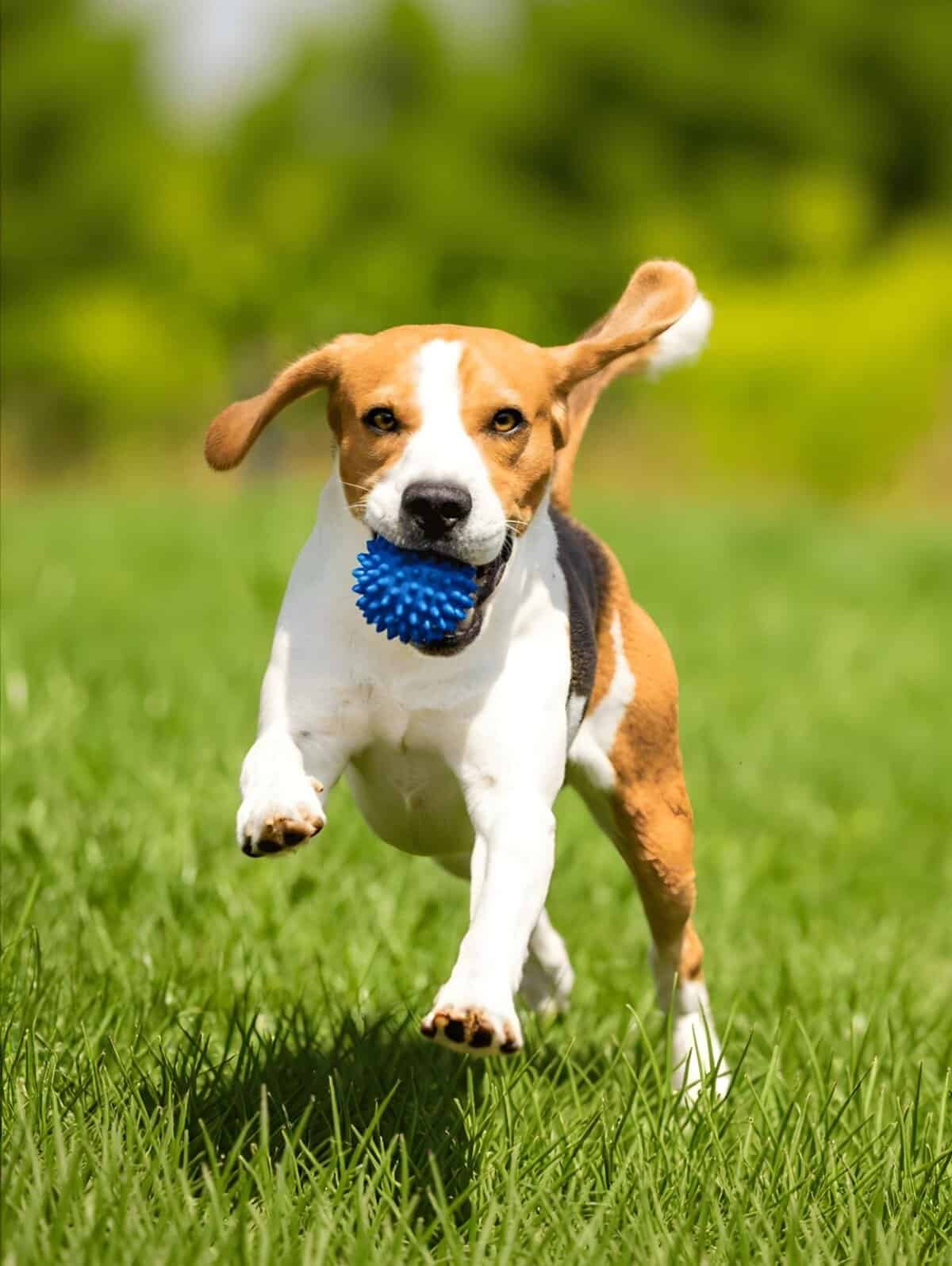 Active dog with a blue textured ball, running on green grass in a park setting.
