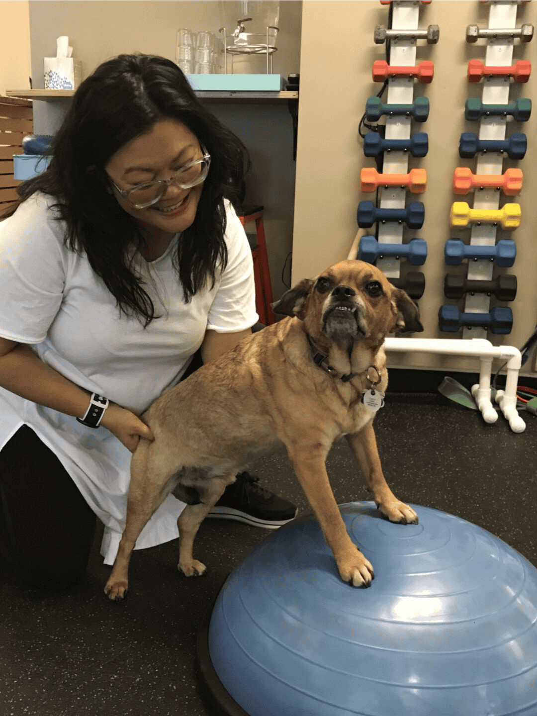 Dogdog training, pet wellness, obedience exercises.