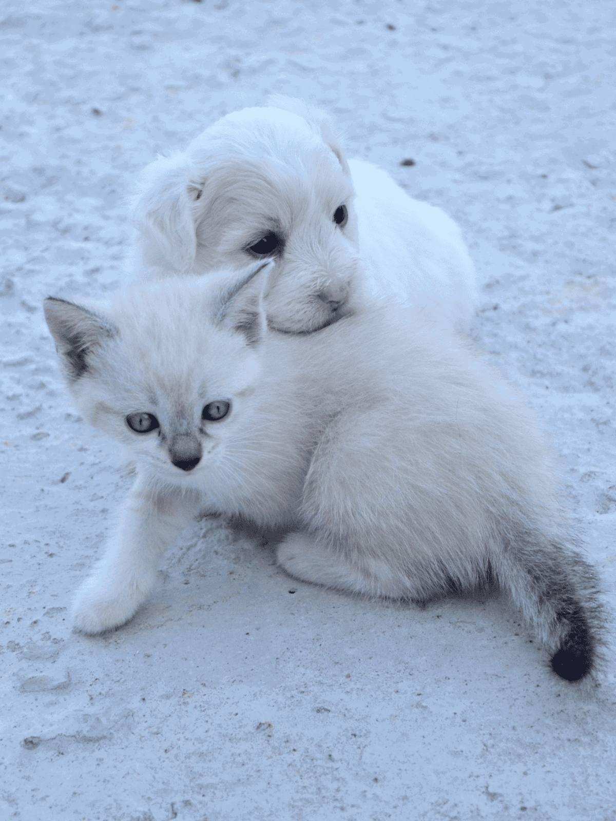 Adorable white puppy cuddling with a kitten on snowy ground.