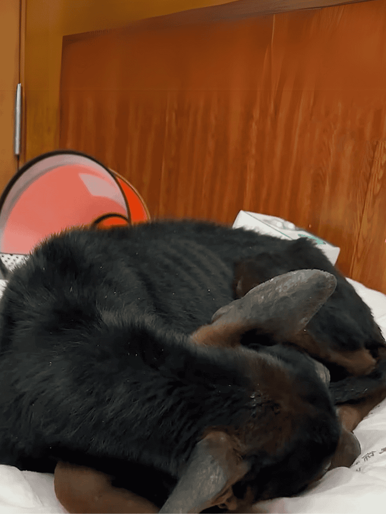 Dog relaxing and sleeping peacefully on a bed.
