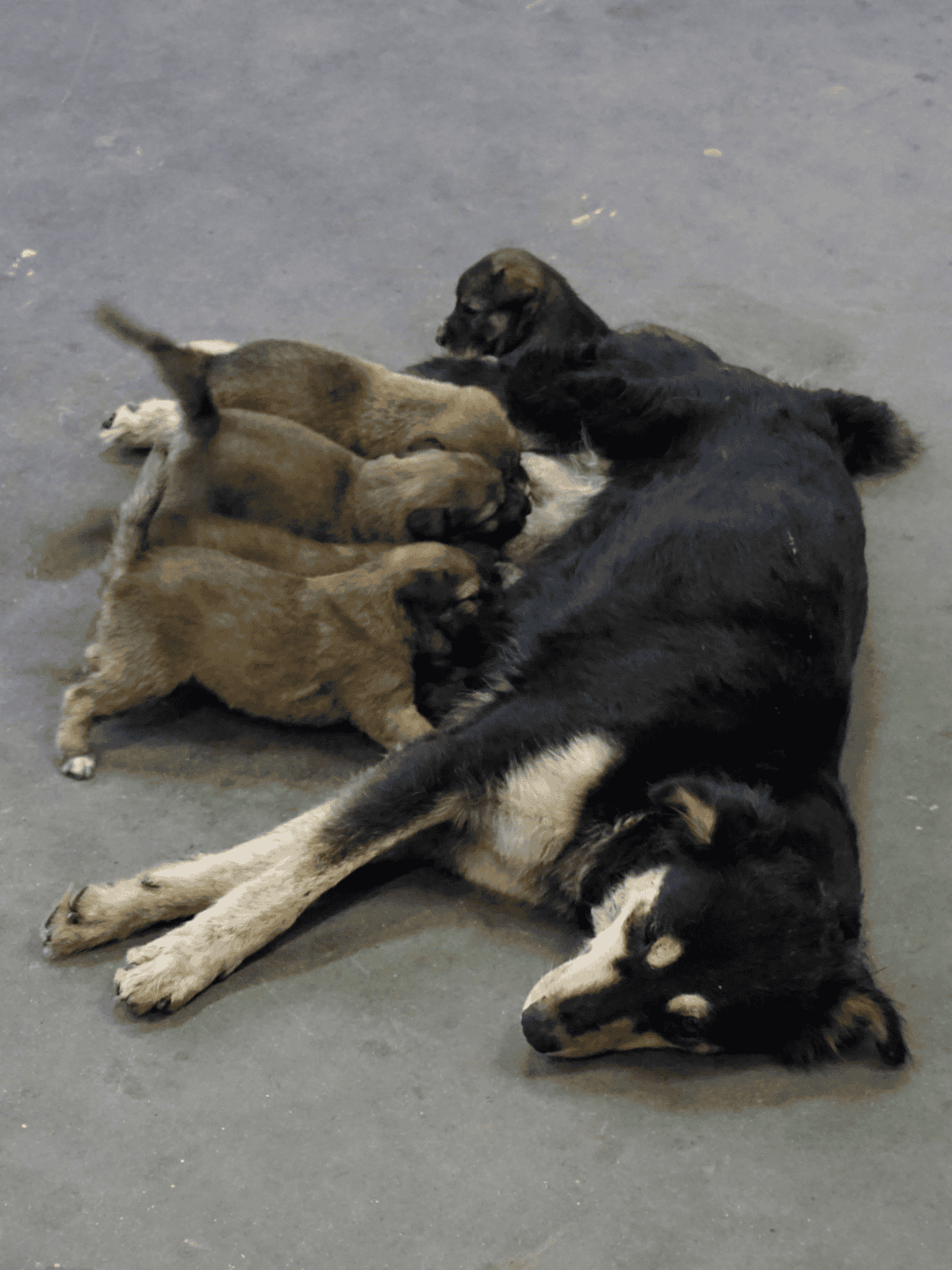Adorable puppies playing with an adult dog on a concrete floor, showcasing dog companionship and playful behavior.