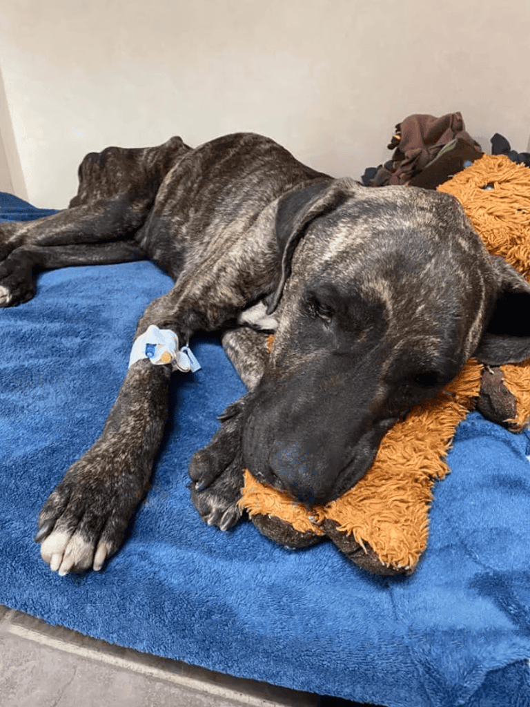 Dog healing after injury with IV bandage.