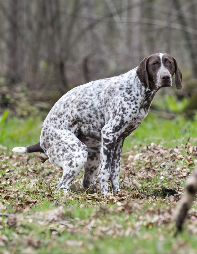 Dog sitting outdoors in a natural setting with trees and leaves, showcasing breed identification and behavior.
