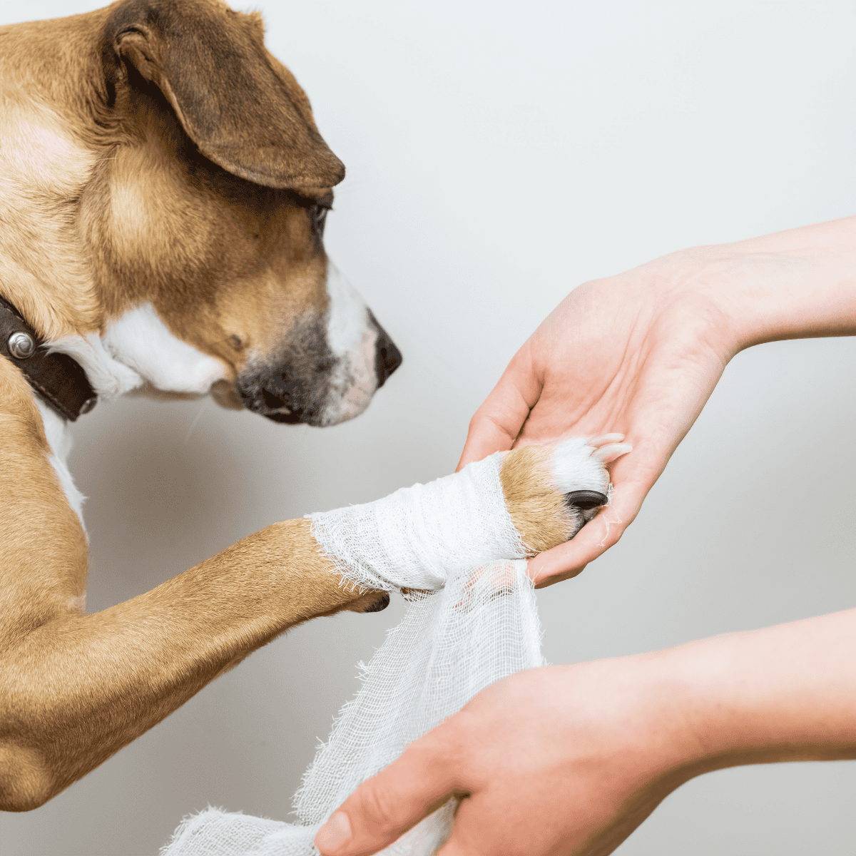 Close-up of a dog receiving first aid for its paw injury, bandaged for wound care and recovery.