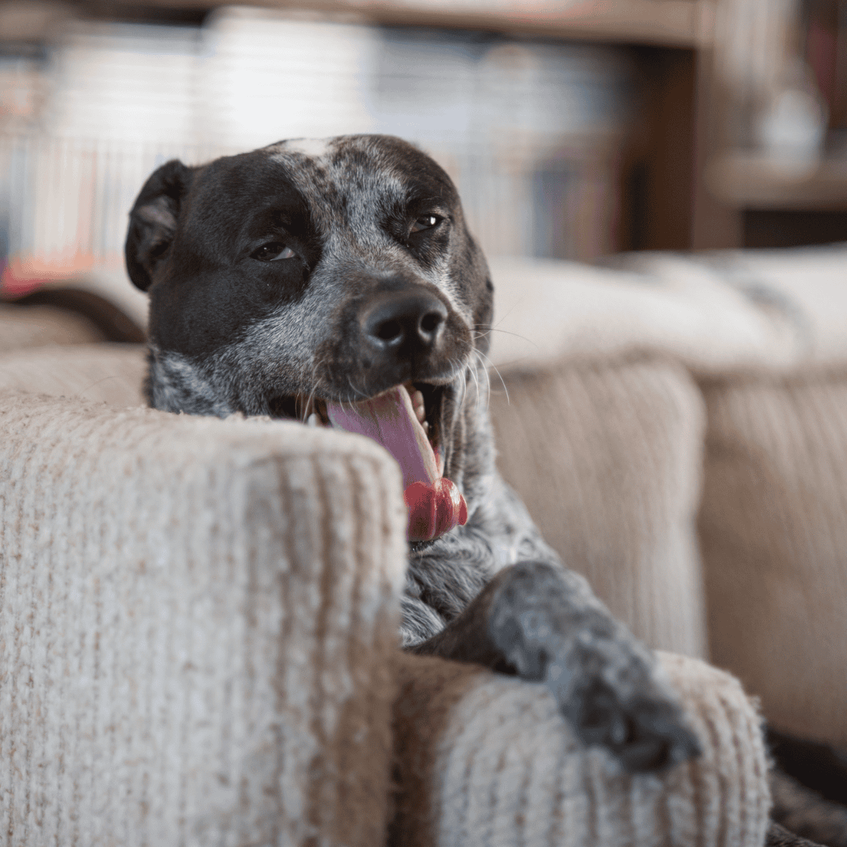 Dog yawning on comfy sofa, adorable pet relaxation scene for dog lovers.