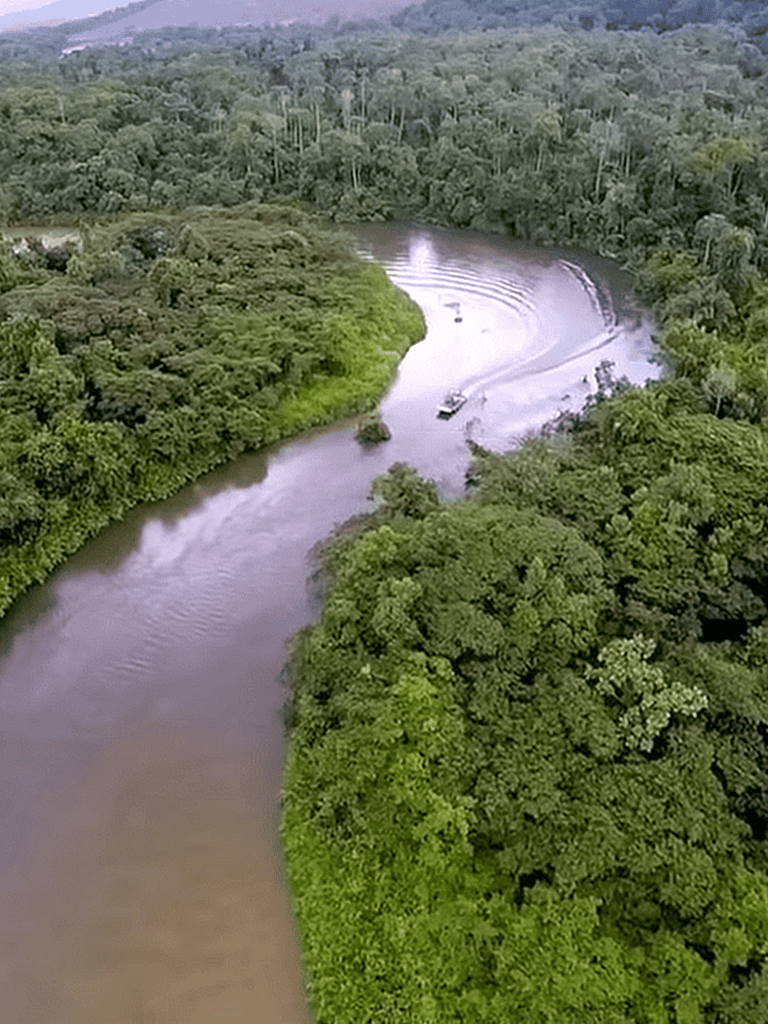 Aerial view of a winding river surrounded by dense green jungle canopy.