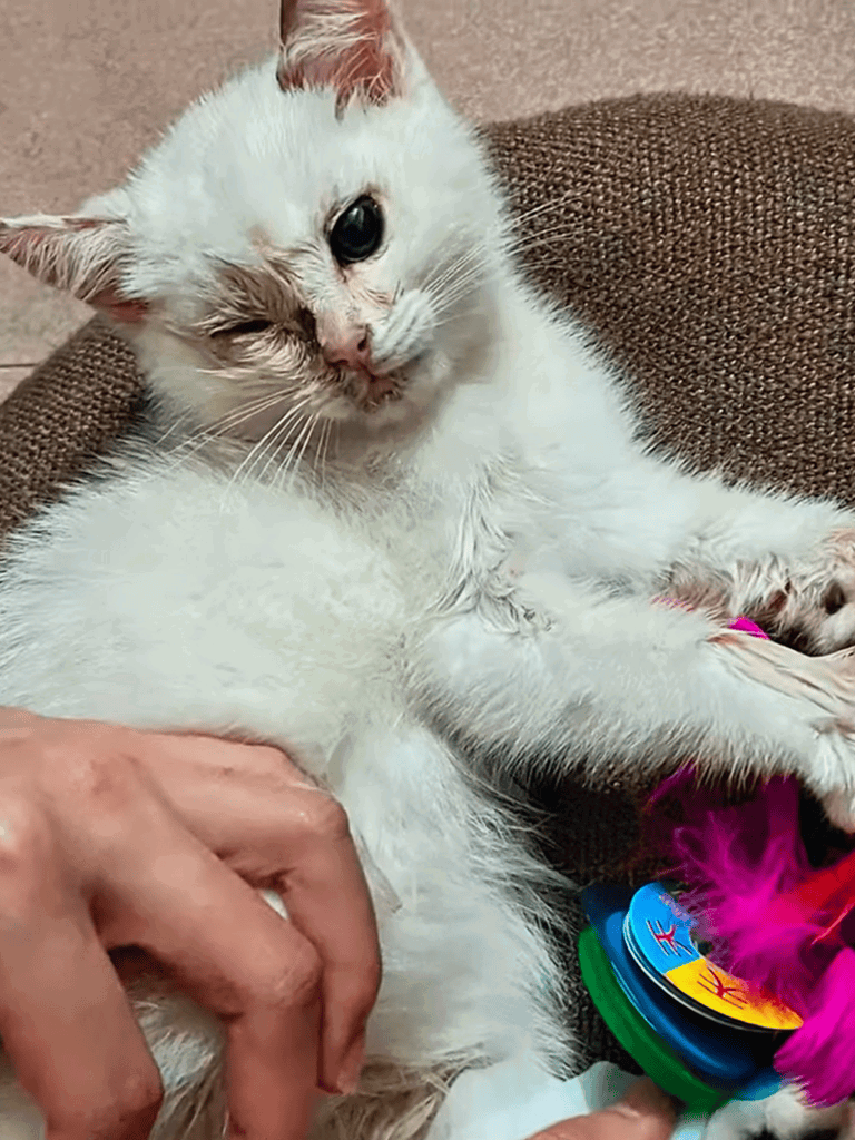 Adorable white cat winks while playing with colorful dog toys on a cozy brown couch. Perfect for pet care and animal love content.