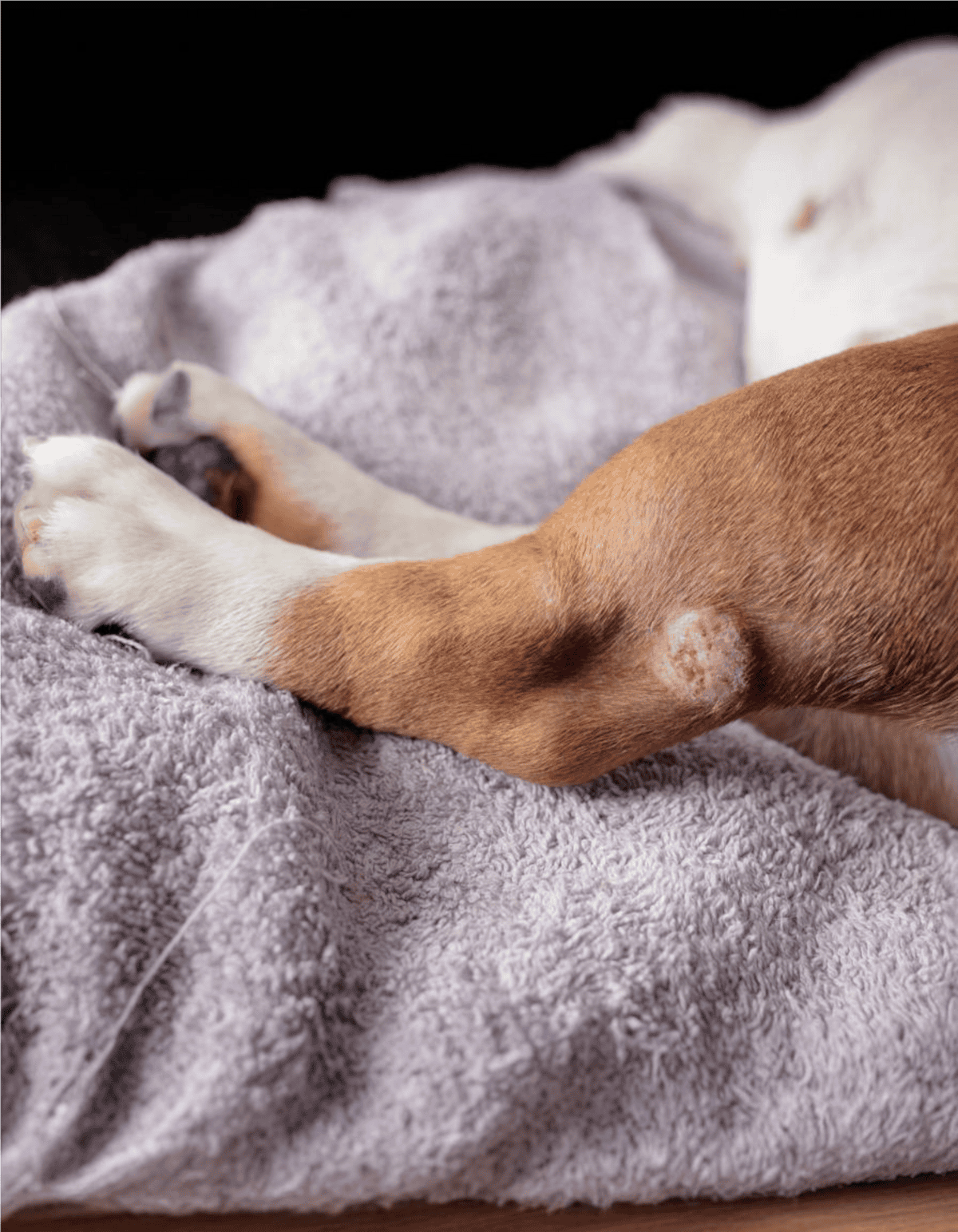 Adorable puppy sleeping peacefully on cozy grey blanket.