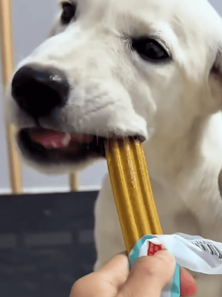 Close-up of adorable Labrador puppy biting dog treat sticks, promoting dental health and happiness for dogs.
