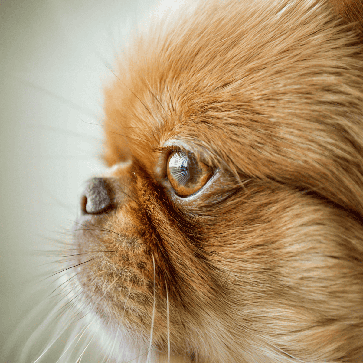 Close-up of a cat’s eye, highlighting detail and health for cat grooming and veterinary needs.