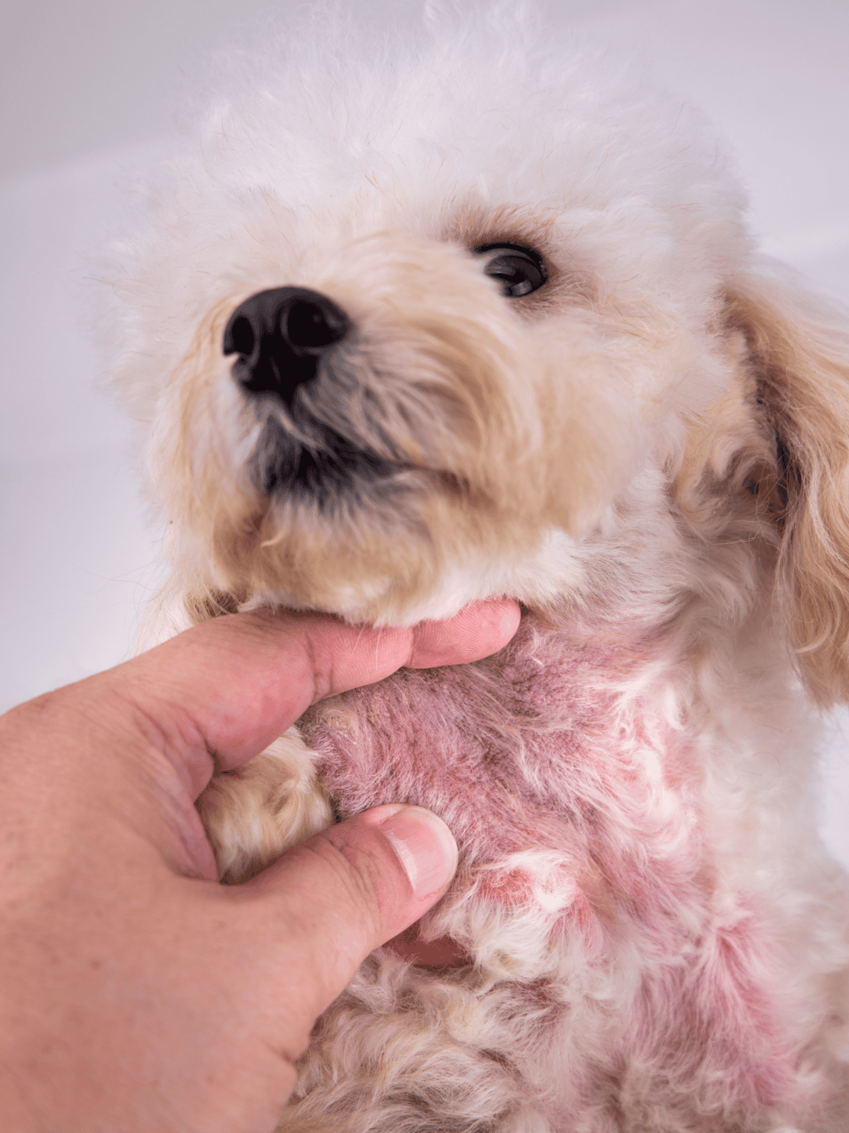 Close-up of a fluffy white dog with skin issues being examined.