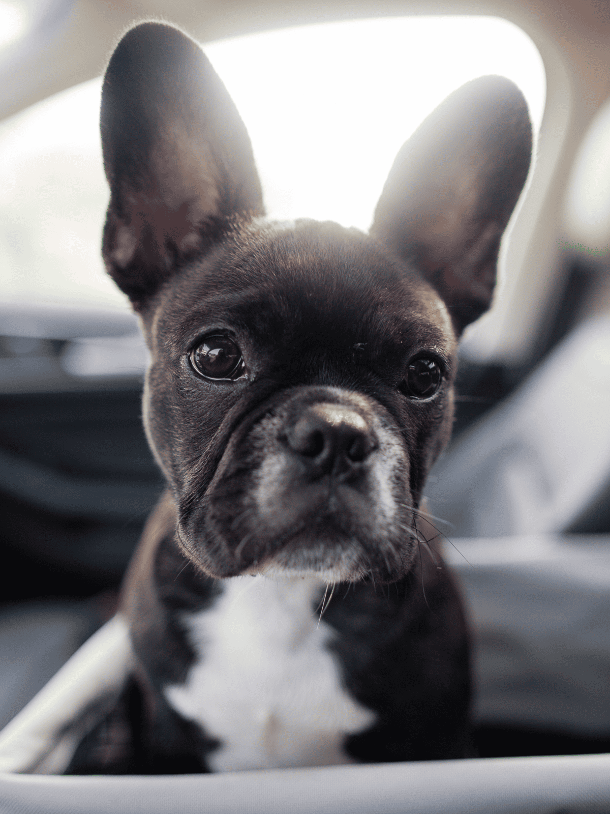 Adorable black and white French Bulldog puppy sitting in a car seat with attentive expression.