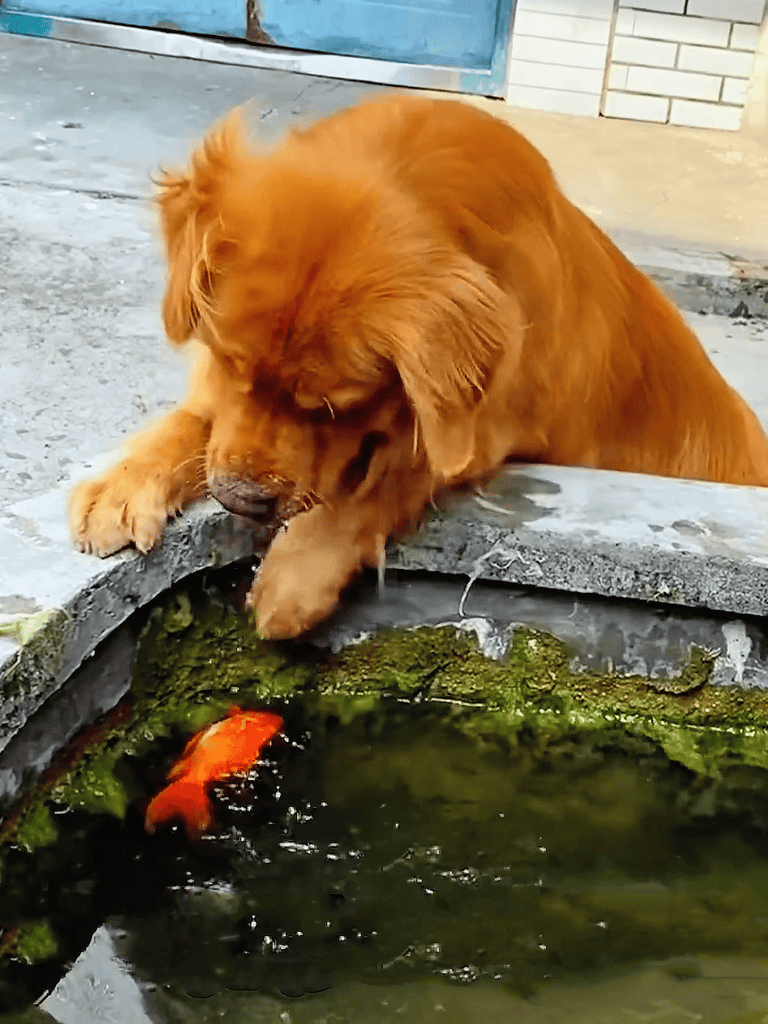 Dog watching fish in pond with mossy rocks, outdoor scene.
