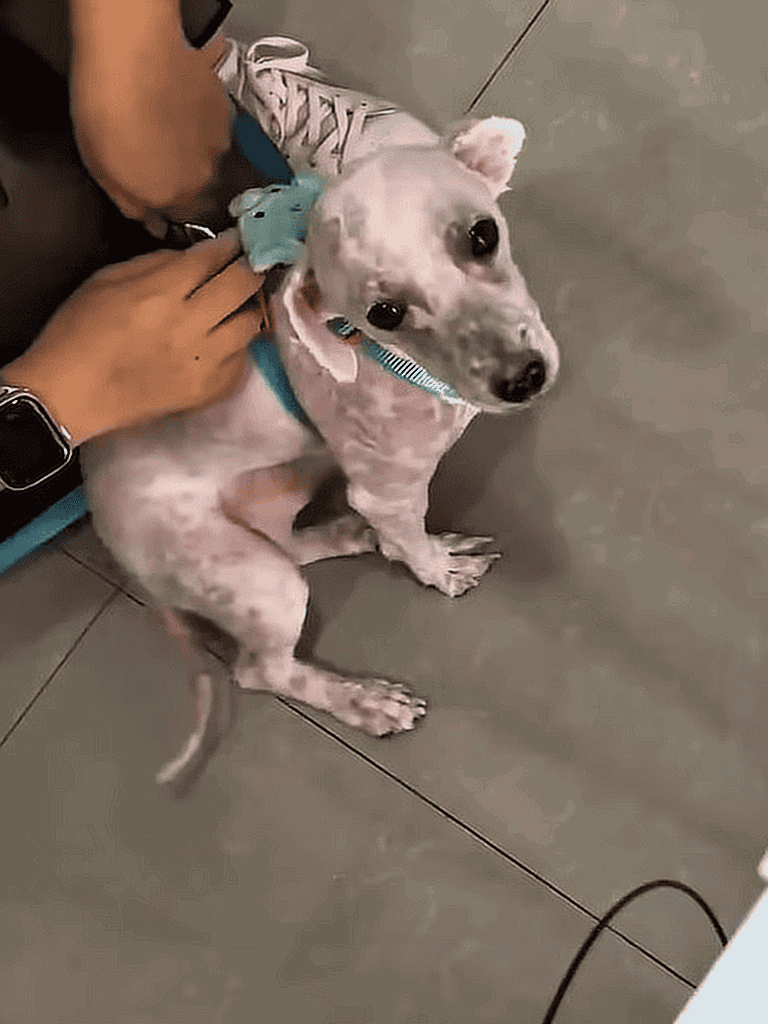 Adorable dog with shaved coat, looking at camera while sitting on tiled floor.