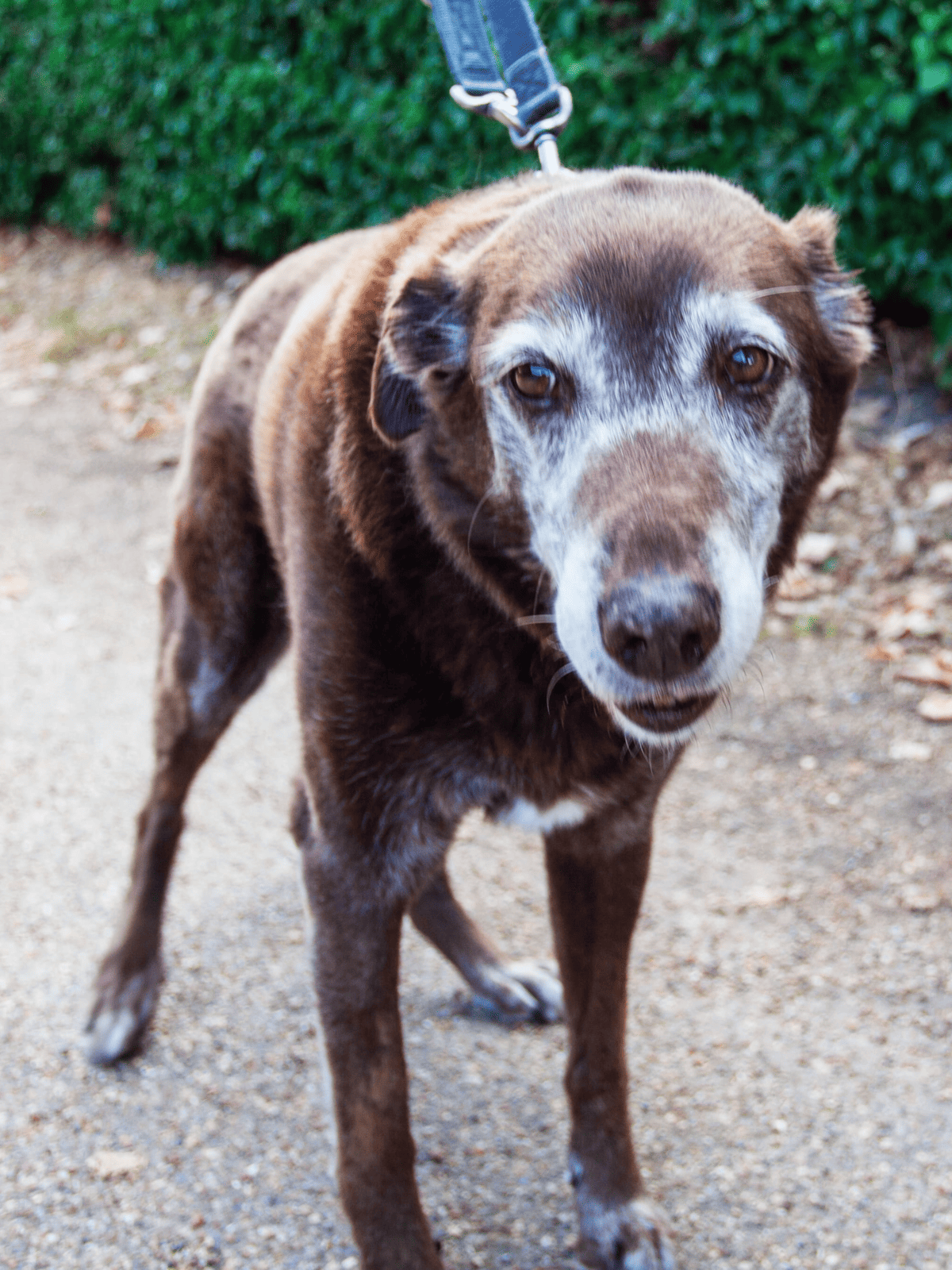 Adorable senior dog on leash for adoption at Dogfix.com.