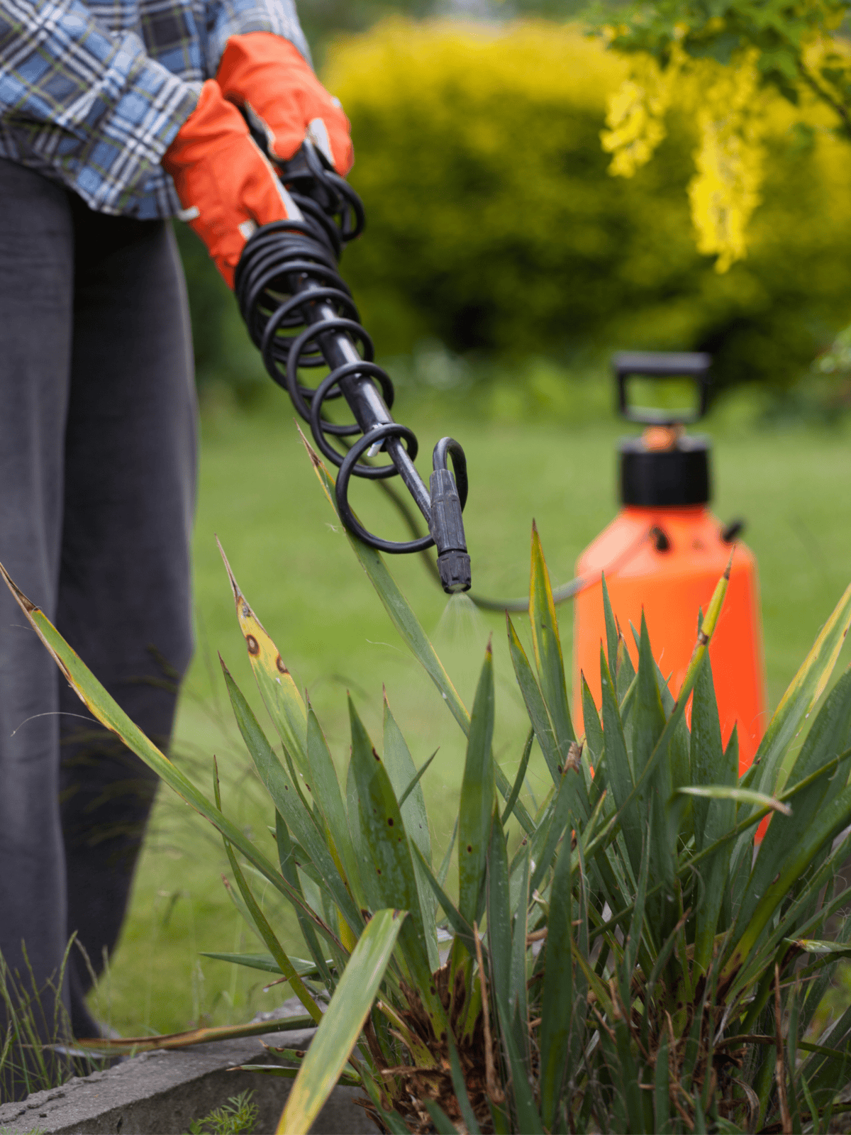 Pruning garden plants using a spray watering device for healthy growth and maintenance.
