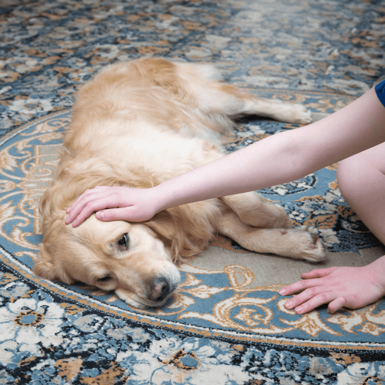 Dog lying on ornate rug, being petted by a person.