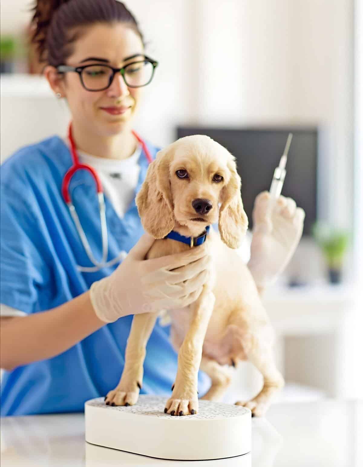 Vet checks a cute Labrador puppy's health with a thermometer at veterinary clinic.