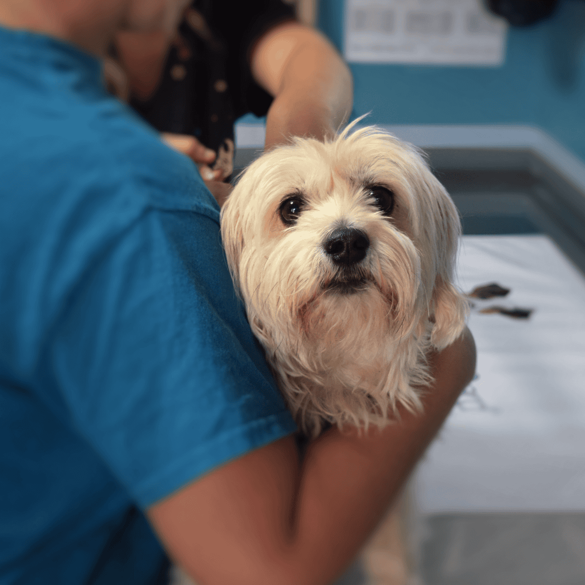 Close-up of adorable small dog at vet clinic for health check, puppy medical exam, pet wellness services.