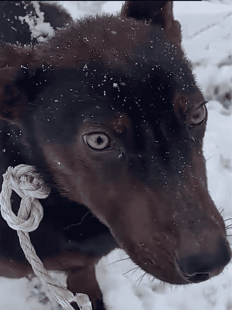 Dog in winter snow with a rope leash, close-up of its face showing curiosity and adventure.