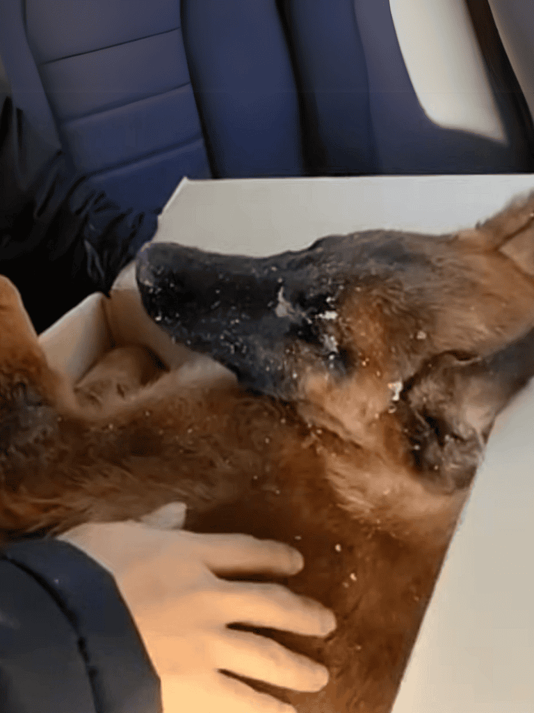 Dog trapped in shipping box, airline travel with large dog, pet safety during flights, and dog comfort in transit.